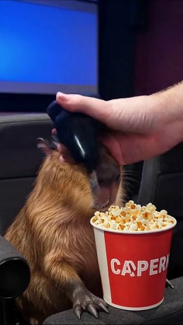 Капибара в кино: Попкорн и приключения! #капибара #кино #веселье