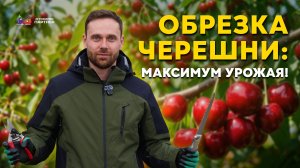 🍒 ОБРЕЗКА ЧЕРЕШНИ ВЕСНОЙ: ПОШАГОВО НА РЕАЛЬНОМ ДЕРЕВЕ!