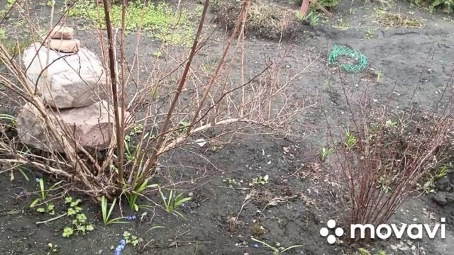 Вынесла всю рассаду в теплицу.Баклажаны высадила.Убралась на веранде.