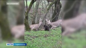 В Ставрополе спарринговали два молодых самца косули