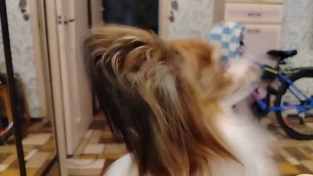 С добрым утром от Шуни