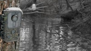 Первая проверка ФОТОЛОВУШКИ у ВЕСЕННЕГО ручья 2026