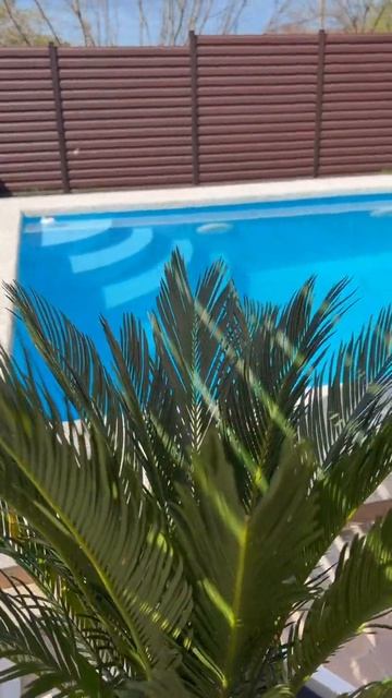 Цикас- продолжаю украшать сад кашпо #garden #flowers #саговаяпальма