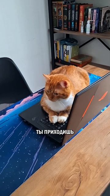 Дон Кот Корлеоне Кузьма Рыжий котики