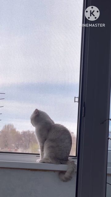 Котик игроман