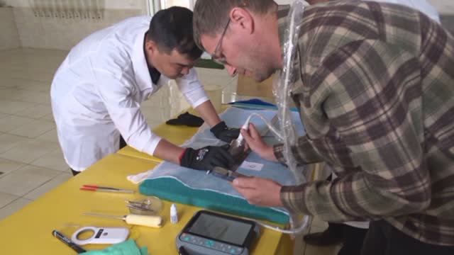 Examination Of P. Kaufmanni, Large Wide Snout (common) Form, #1868. Nukus Balyk Hatchery. 04.04.2026