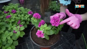 В Аптекарском огороде началось активное цветение растений