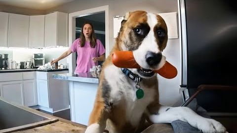 ПОЙМАНЫ С ПОЛИЧНЫМ! ЛУЧШИЕ МОМЕНТЫ С ХВОСТАТЫМИ ВОРИШКАМИ!