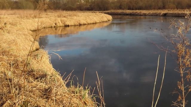 Ондатра на Ижоре 13 апреля 2026