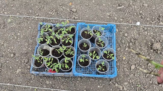 ДВА ДНЯ БОРЩ ВАРЮ 