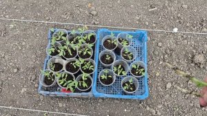 ДВА ДНЯ БОРЩ ВАРЮ 🤣🤣🤣