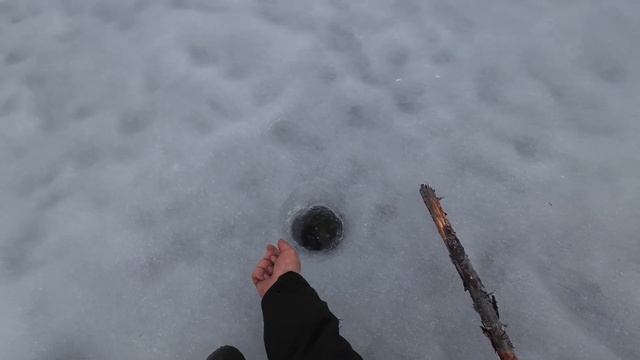 О ТАКОЙ РЫБАЛКЕ УМАЛЧИВАЮТ. РЫБАЛКА НА ОЗЕРЕ ГДЕ НИКТО НЕ ЛОВИЛ МНОГО ЛЕТ. ЛУЧШАЯ РЫБАЛКА НА ЖЕРЛИЦЫ