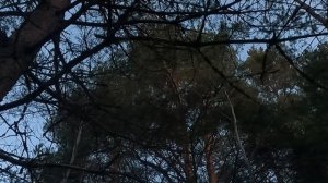 Токующий глухарь. Не стрелял..