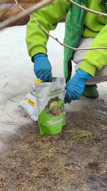 ПЕРВАЯ ПОДКОРМКА СМОРОДИНЫ УЖЕ СЕЙЧАС