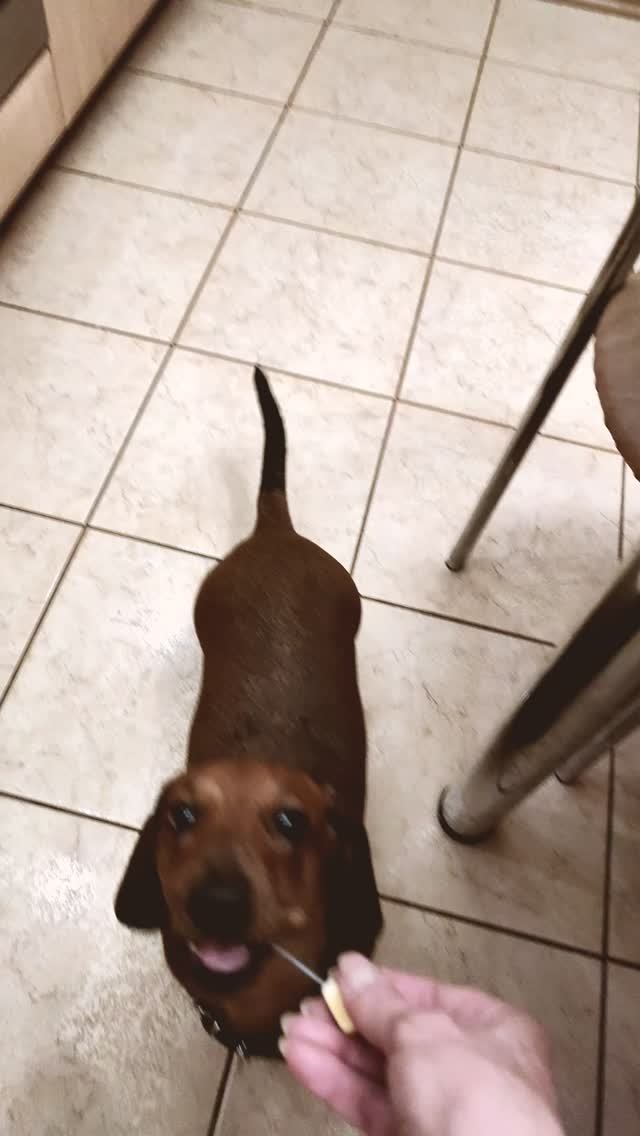 Таксы известные гурманы