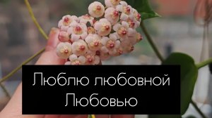 хойи. любовная любовь 🪉