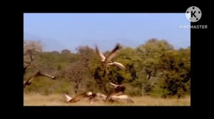 Even Australopithecus Battle.