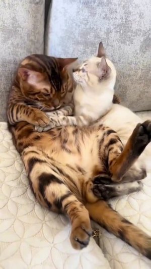 Автор видео: svideocttlw