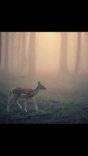 олень дикаяприрода природа фотосъемка натура пейзаж