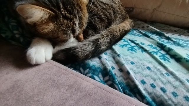 Полосатое Видео.