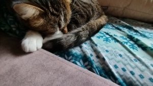 Полосатое Видео.