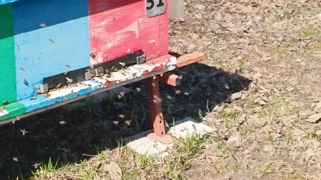 16.04.26. Пасека магазиныпогода!