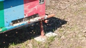 16.04.26. Пасека, магазины,погода!