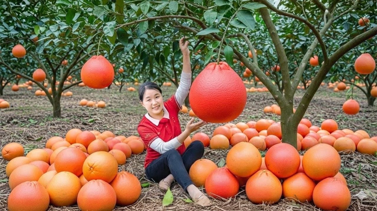 366 дней сбора урожая. 1000+ кг гигантских красных плодов, памело для продажи — Elli Life