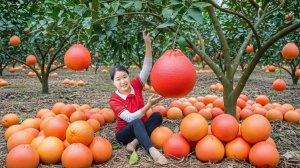 366 дней сбора урожая. 1000+ кг гигантских красных плодов, памело для продажи — Elli Life