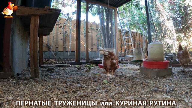 Куриная рутина – что делают куры на выгуле 😂 эпизод (154)