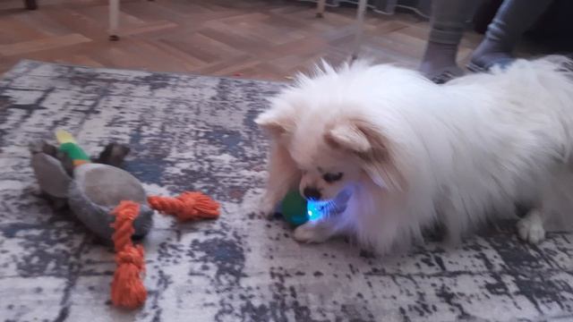 Джесси и кошачья игручка. 16-04-2026