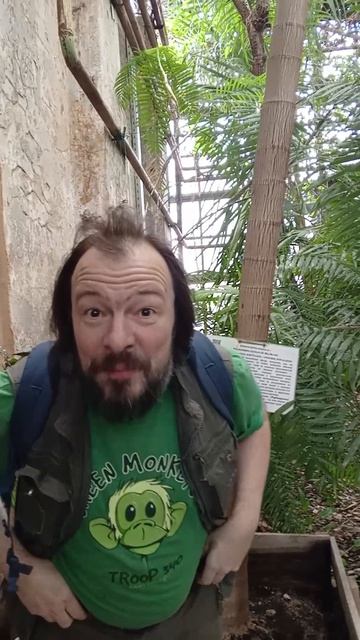 Этор психосперам или это Баобаб? Пародия на Иван Золо.