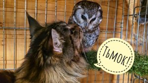 Кошка Морошка погостила в совешне у сыча Чучундрия и пошла держать берёзы,а там подозрительный фазан