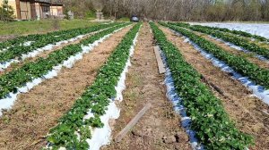 Выращивание клубники на участке у агронома клубничника