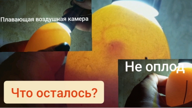 Плавающая воздушная камера, не оплод... Что осталось? Проверка гусиного яйца из коробки на оплод.