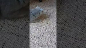 Стихи с котом,про Неумейку.