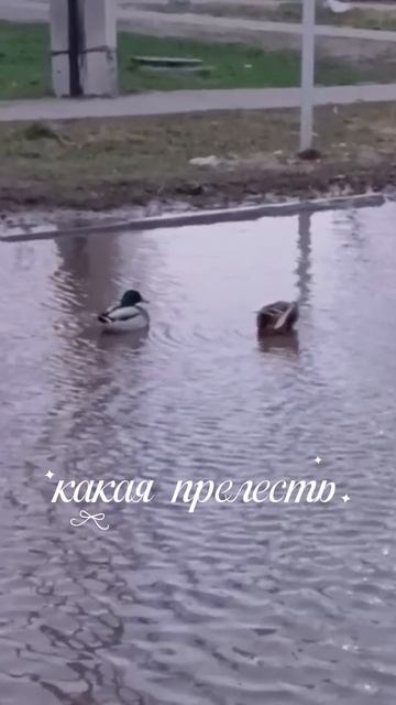 Лужа высохла — утки остались