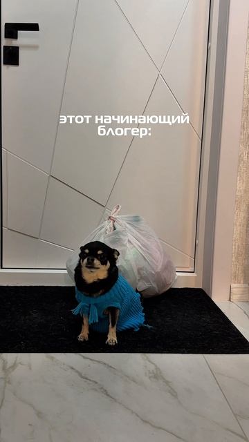 Юмор от моей собаки Мии мойпитомец смешныевидео рекомендации распаковка будниактера