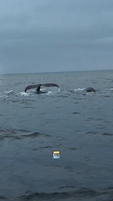 Мечта увидеть китов своими глазами может исполниться уже этим летом 