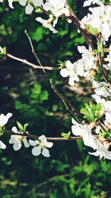 Пчела и яблоня