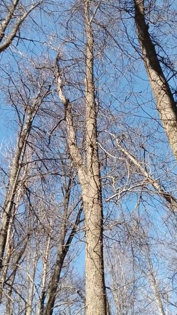 Слушаем пернатый концерт
#открываюмир #весна #апрель #веснедорогу #лес #пение #пернатые #концерт #пр