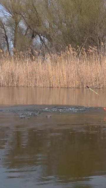 Рыбалка на поплавок