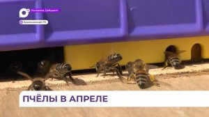 Приморские пасечники начинают новый сезон с ревизии пчелиных семей