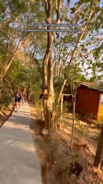 Жиза? данилапрайс тай таиланд тайланд thailand