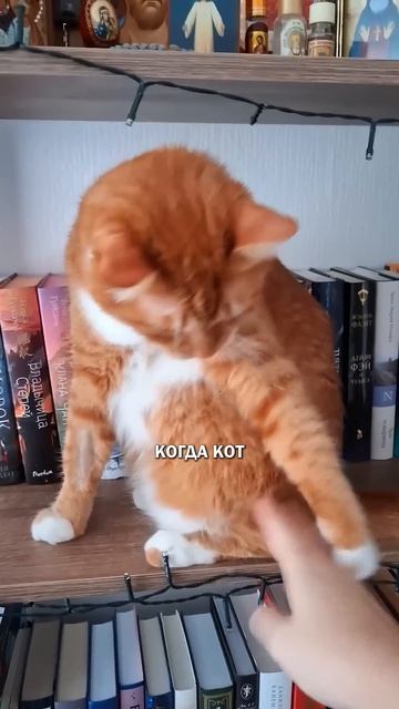 Коты и личные границы котвдоме