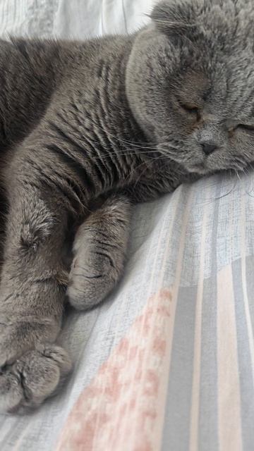 Шотландская вислоухая кошка Риана 16.04.2026.