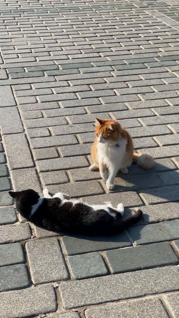 Пожар на нефтеперерабатывающем заводе нефть пожар инцидент