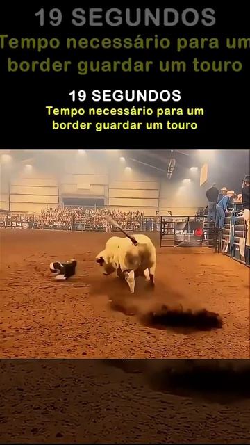 19 секунд потребовалось бордер колли, чтобы бык убежал с арены