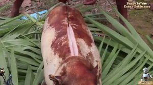 Индейские племена готовят целую свинью! Рецепт приготовления целой свинины на природе на костре!🐖