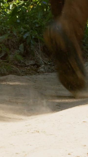 Артикул 595 6 Ратник. Хит продаж